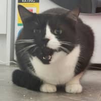 Photo of Dusty   In Foster Care In Ardeer