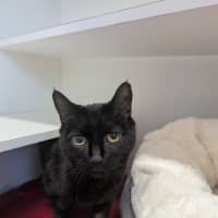 Photo of Sooty
