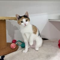 Photo of Persephone