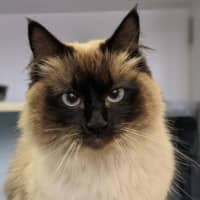 Photo of Mocha