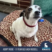 Photo of Rosie   12 Year Old Jack Russell