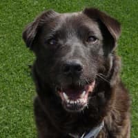 Photo of Bruno