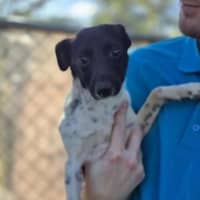 Photo of Turbo