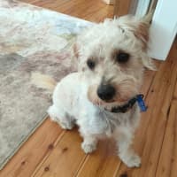 Photo of Bear   11 Month Old Maltese X