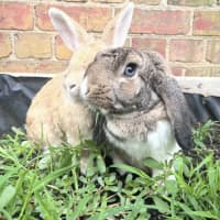 Photo of 🐰Artemis & Willow🐰   Located In Brunswick 