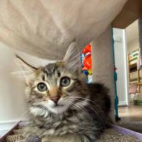 Photo of Berlioz