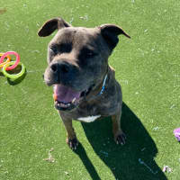 Photo of Maurice Imp 1431