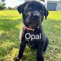 Photo of Opal