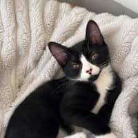 Photo of Ophelia