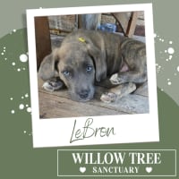 Photo of Le Bron 
