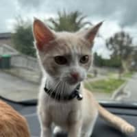 Photo of Mochi & Maple * 9 Lives Project Rescue*