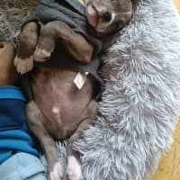 Photo of Milo (Was Ollie)