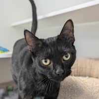 Photo of Shadow