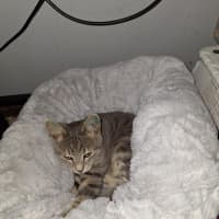 Photo of Biscuits (Was Rueben)