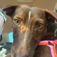 Photo of River   2 Year Old Dachshund X Kelpie