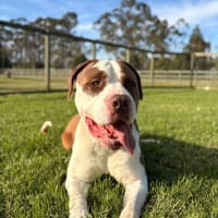 Photo of Benson