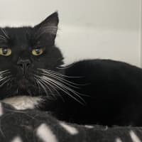 Photo of Misfit