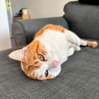 Photo of Big Red