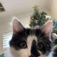 Photo of Nigel   On Display At Vets On Parker