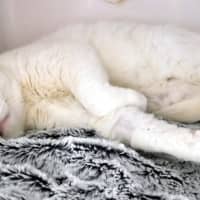 Photo of Marshmallow Sta012950