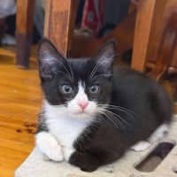 Photo of Ophelia 