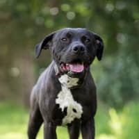 Photo of Bronson