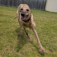 Photo of Nani The Greyhound