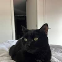 Photo of Blaze   Located In Windsor