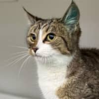 Photo of Ninotchka
