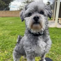 Photo of Diesel