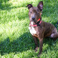 Photo of Daisy