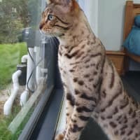 Photo of Benji