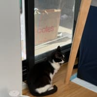 Photo of Nougat