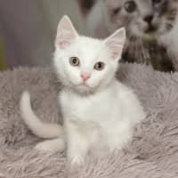 Photo of Jelly Bean