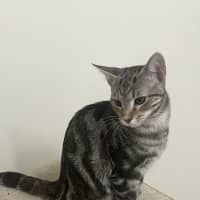 Photo of Bubbles   Now At Pet Quarters Broadmeadow