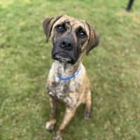 Photo of Boof Imp 1433