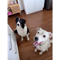 Photo of Brazil *$350 Adoption Fee*