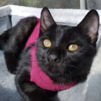 Photo of Shadow