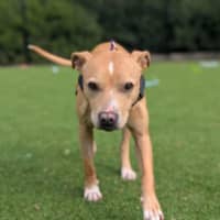 Photo of Lulu