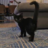 Photo of Morgana 