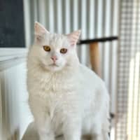 Photo of Snowball 