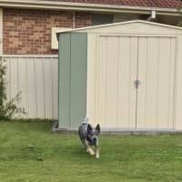 Photo of Rambo   3 Year Old Cattle Dog (Trial 26/9)