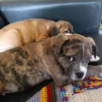 Photo of Milo (Was Ollie)