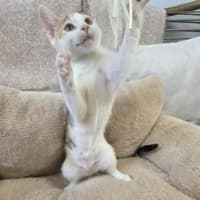 Photo of Crunchie