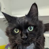 Photo of Little Woolly