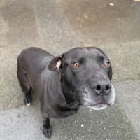 Photo of Bandit