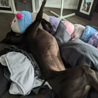 Photo of Cassie, The Greyhound