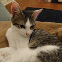Photo of Toe Beans