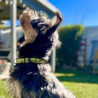 Photo of Dizzy Rascal