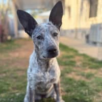 Photo of Trixie *$250 Adoption Fee*